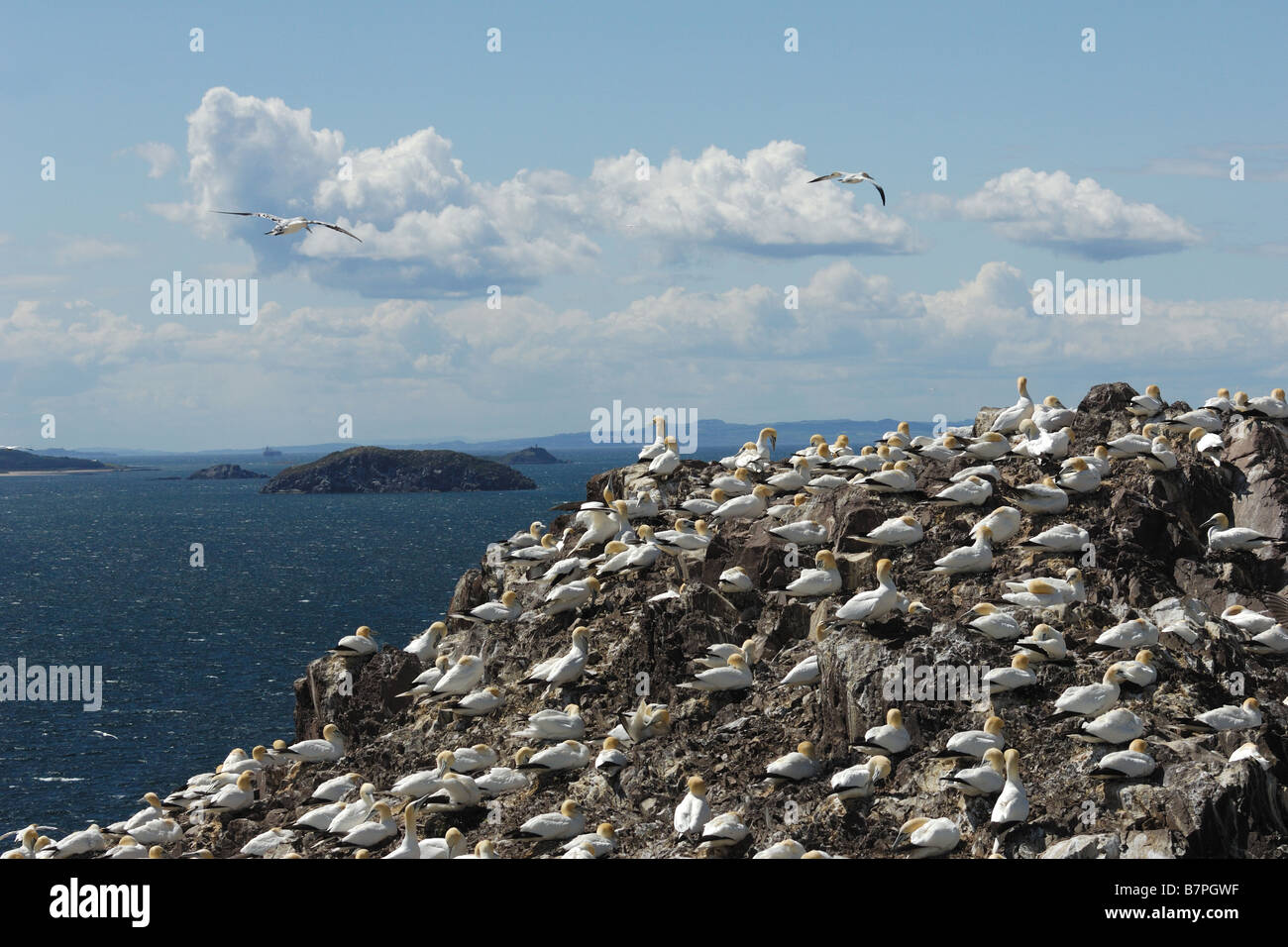 Gannett Sula bassana nido di colonia nido di colonia in volo volo di uccello pelicaniformi cliff uccelli scogliera Bass Rock Edimburgo Scotl Foto Stock