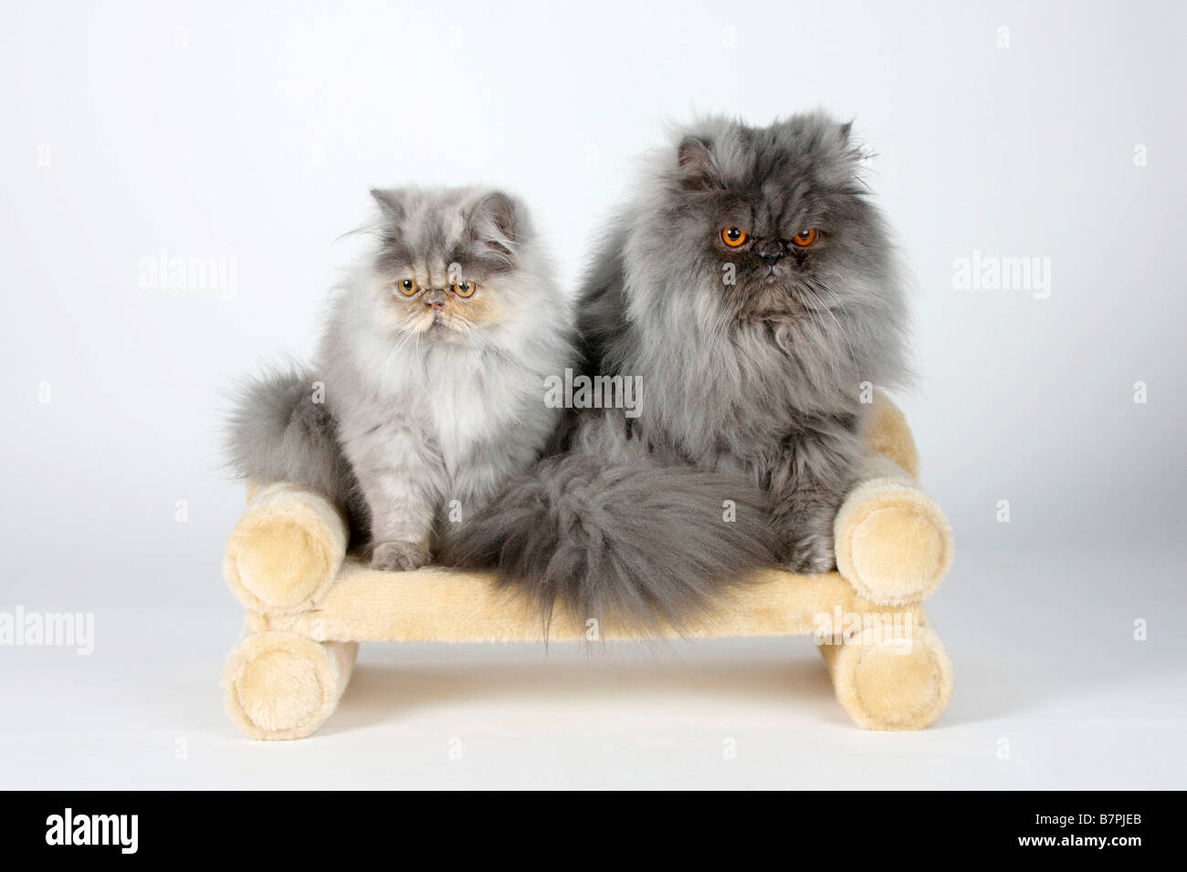 Gatti persiani 5 mese tortie blu fumo e tomcat fumo blu Foto Stock