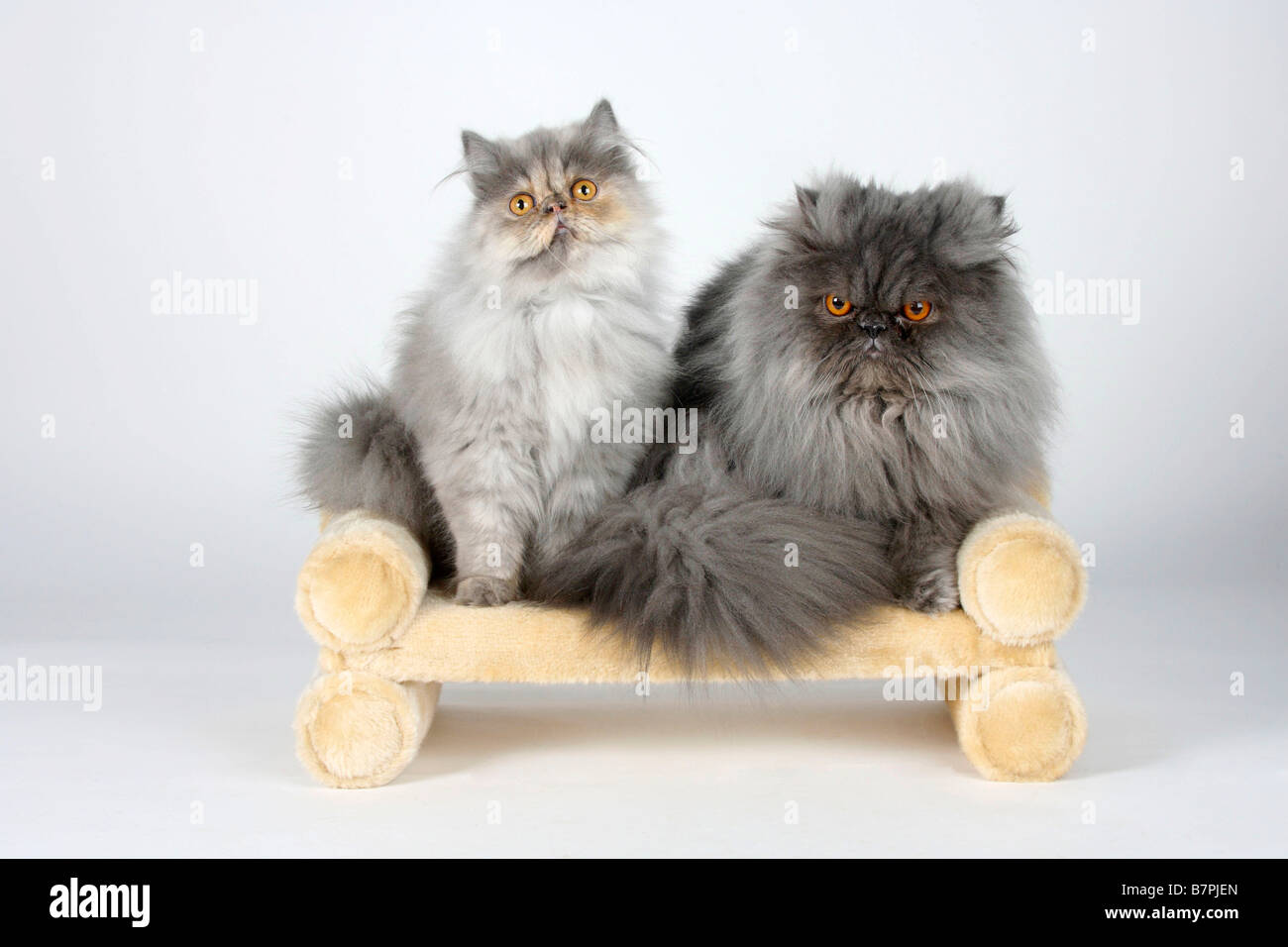 Gatti persiani 5 mese tortie blu fumo e tomcat fumo blu Foto Stock