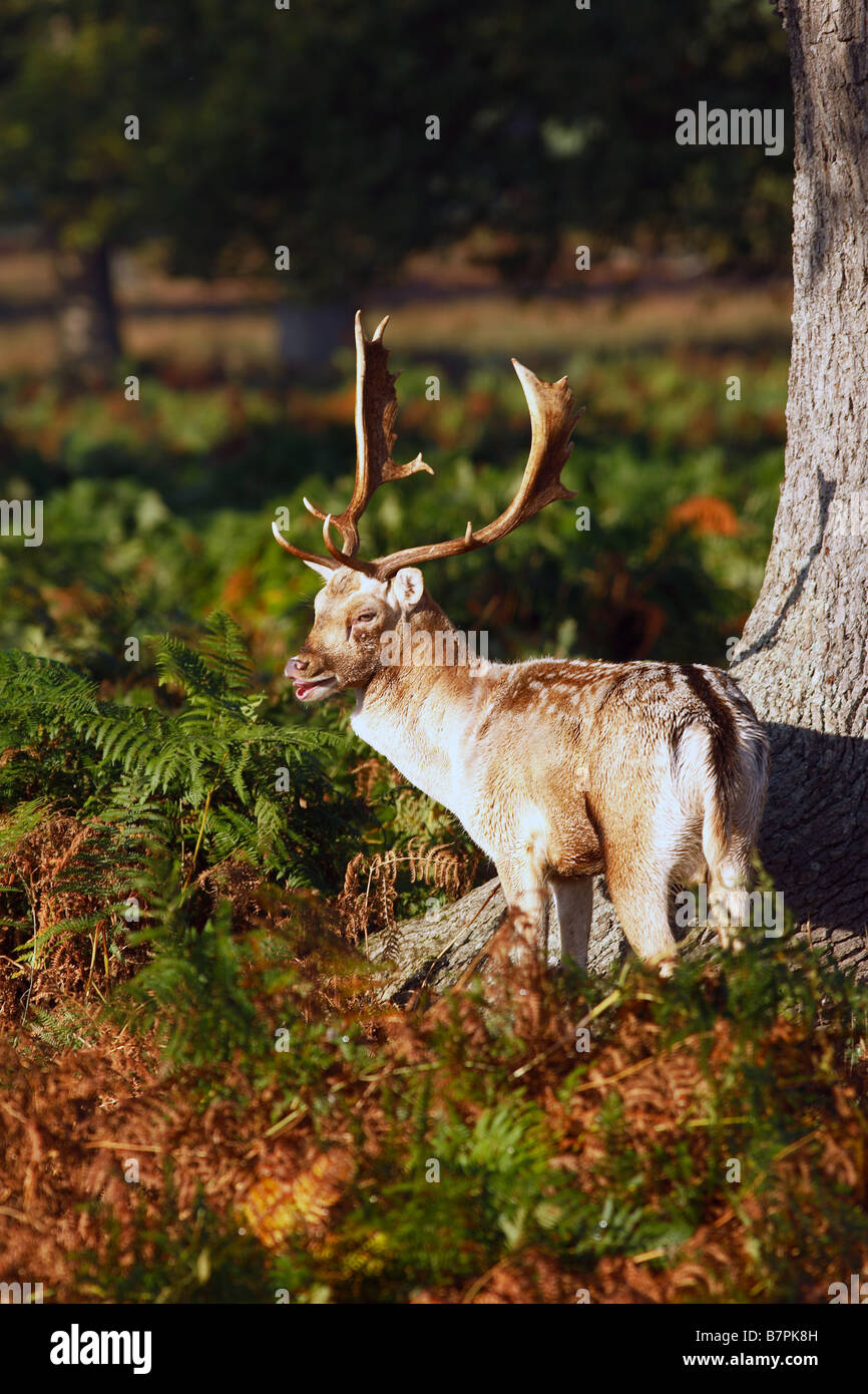 Un Buck daini in solchi stagione Foto Stock