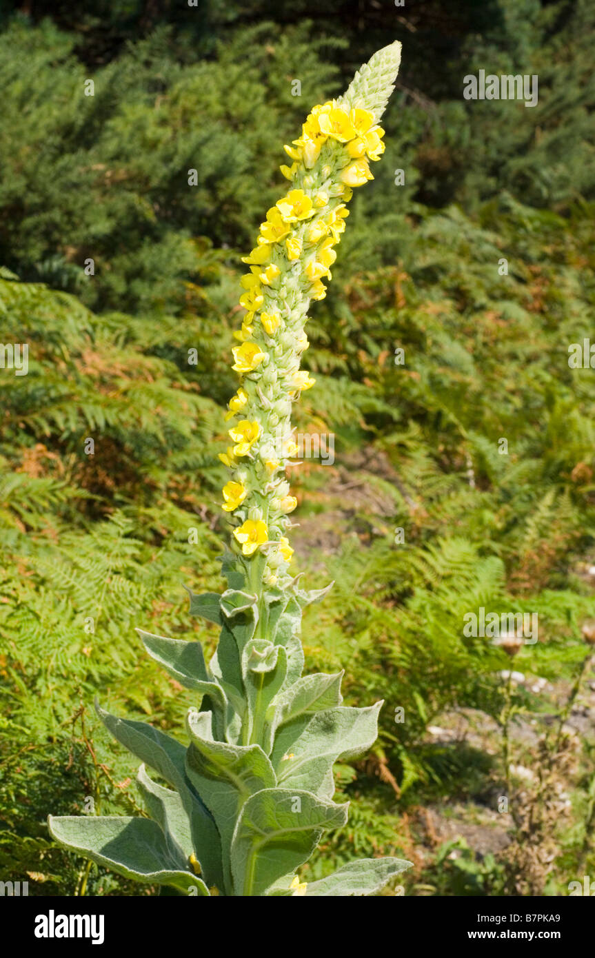 Grande Mullein, Molène thapsus, un fiore lungo il tragitto che cresce in Dorset, Inghilterra. Foto Stock