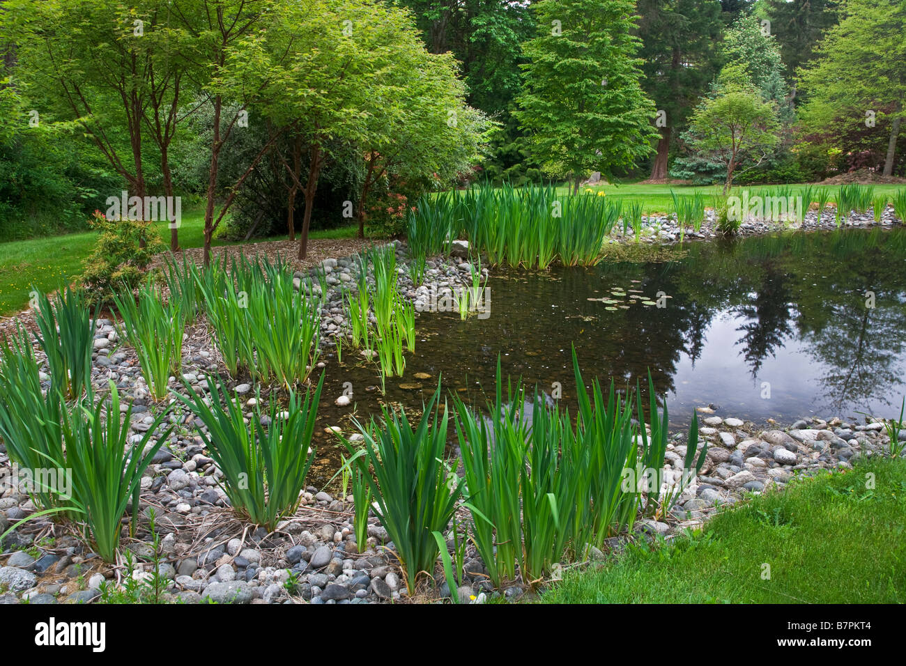 Vashon Island WA Pacific Northwest laghetto in giardino con bandiera gialla iris lungo i margini Foto Stock