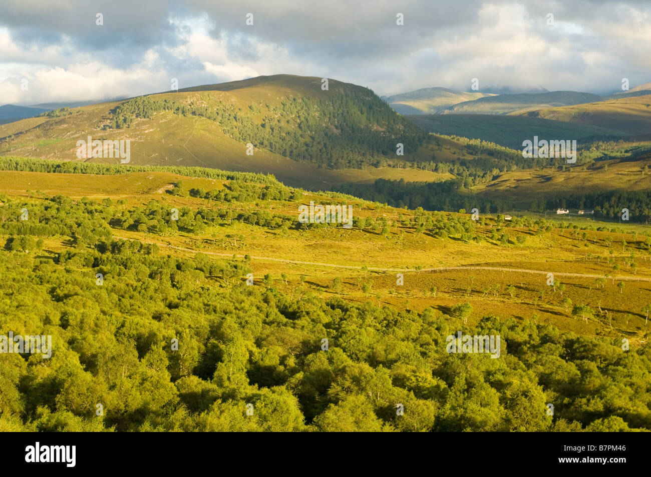 Morrone Birkwood, un relitto naturale bosco di betulle vicino a Braemar, guardando al Cairngorms. Foto Stock