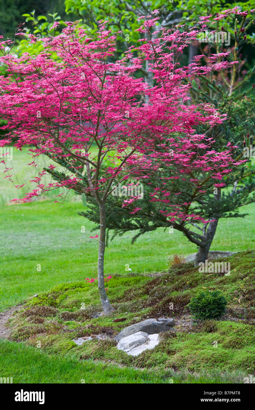 Vashon Island, WA: acero giapponese Acer palmatum shindeshojo Foto Stock