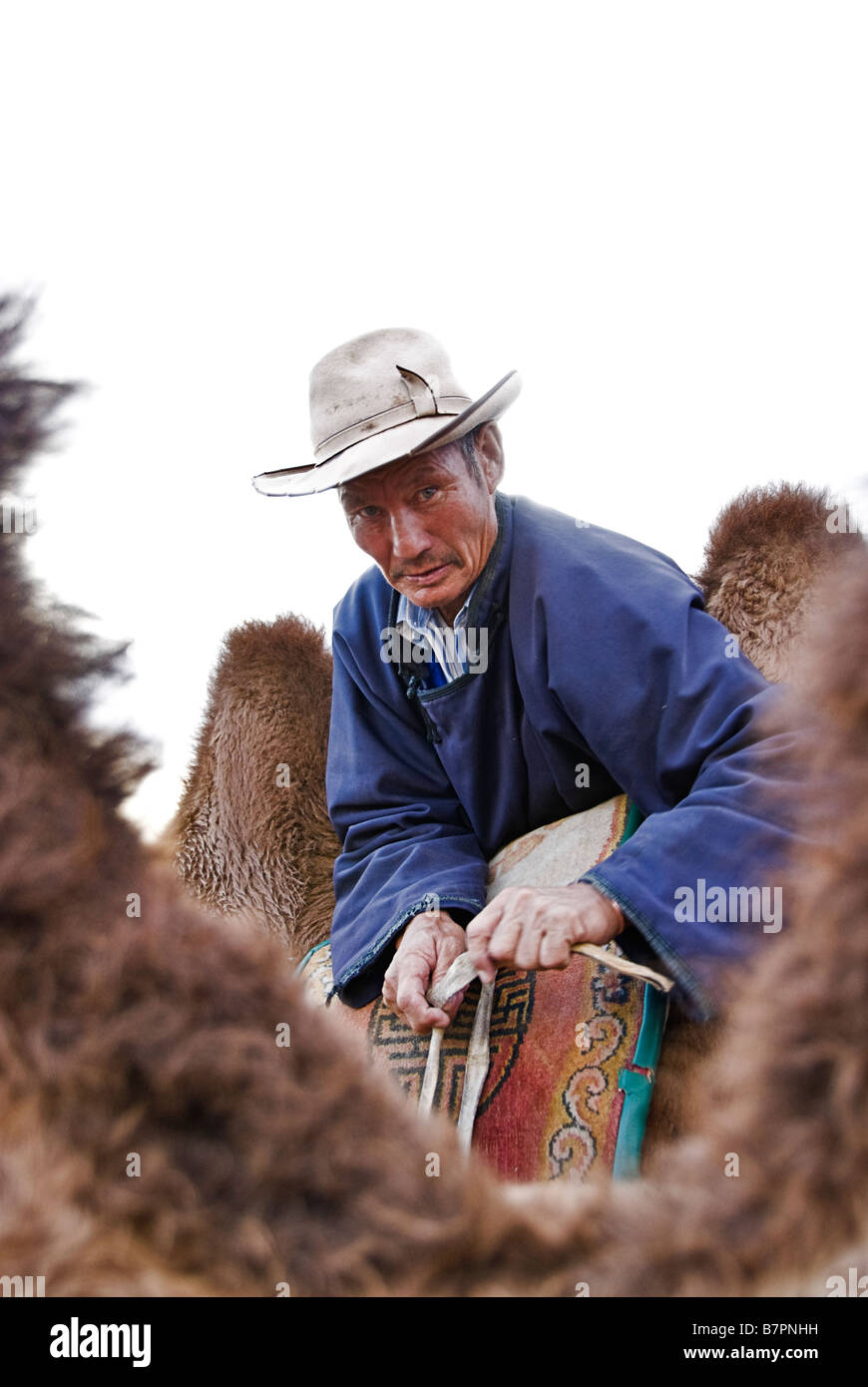 Il mongolo uomo arrivare i cammelli pronto per una corsa, deserto dei Gobi, Mongolia. Foto Stock