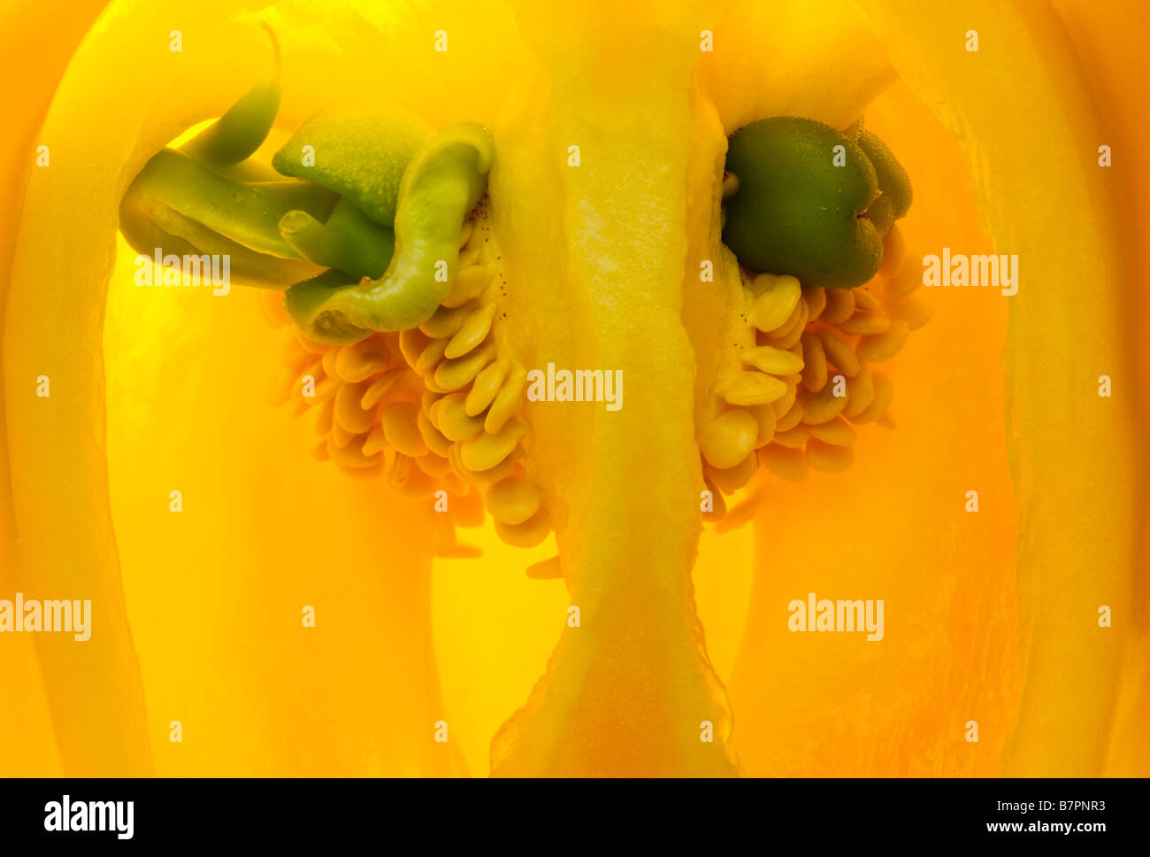 Studio nature morte vista in spaccato di un peperone giallo interiora Foto Stock