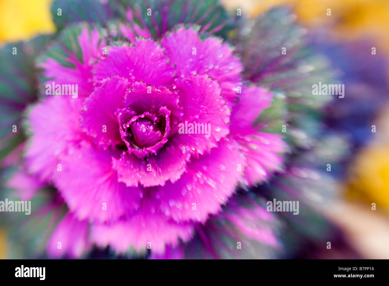 Cavolo ornamentale Foto Stock