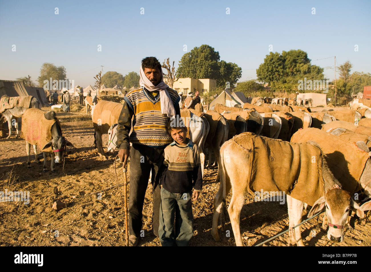 Scene di Nagaur camel e la fiera del bestiame Foto Stock