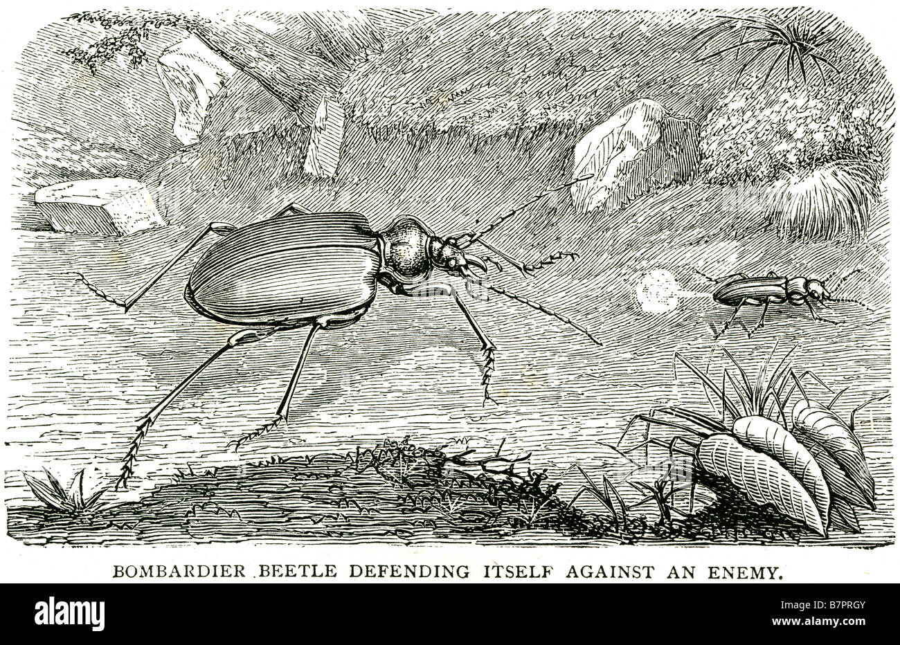 Bombardier Beetle difendersi contro il nemico gli insetti carabidi natura fauna selvatica animali Outdoor Foto Stock