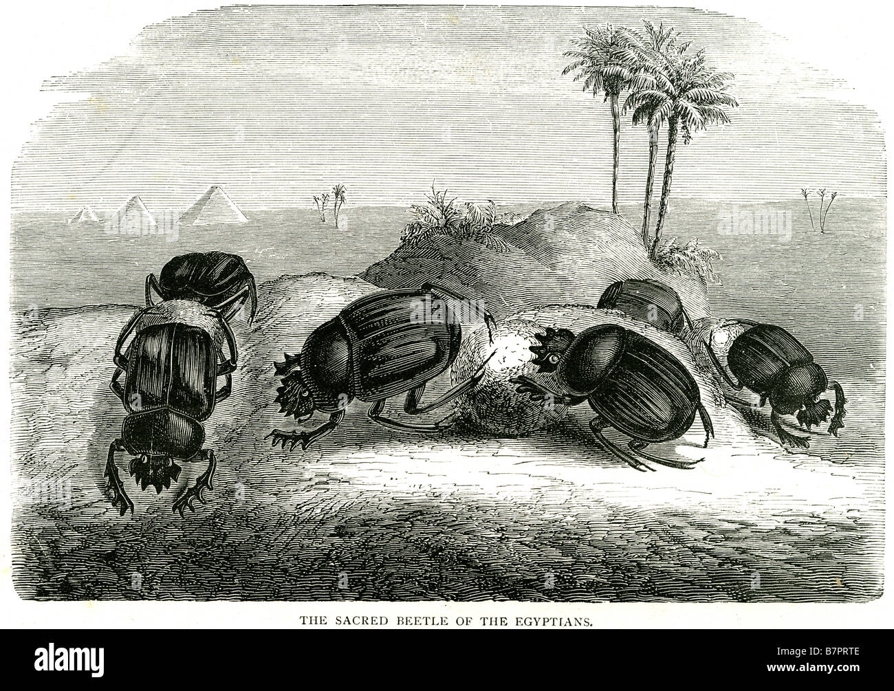 Sacro scarabeo egizio Scarabeo Scarabaeidae deserto escrementi di insetti Beetle fauna selvaggia natura Outdoor Foto Stock