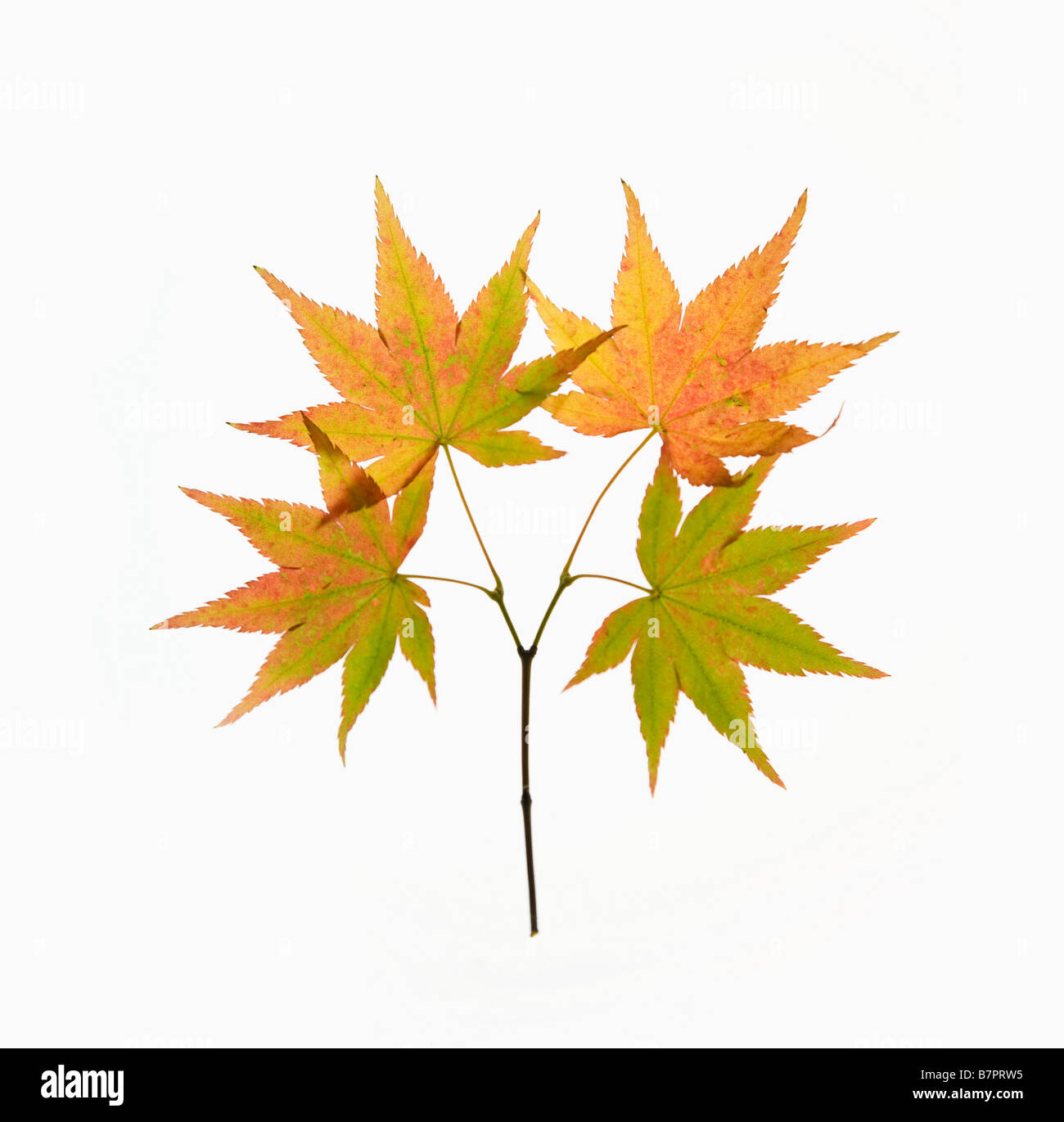 Foglie di acero Foto Stock
