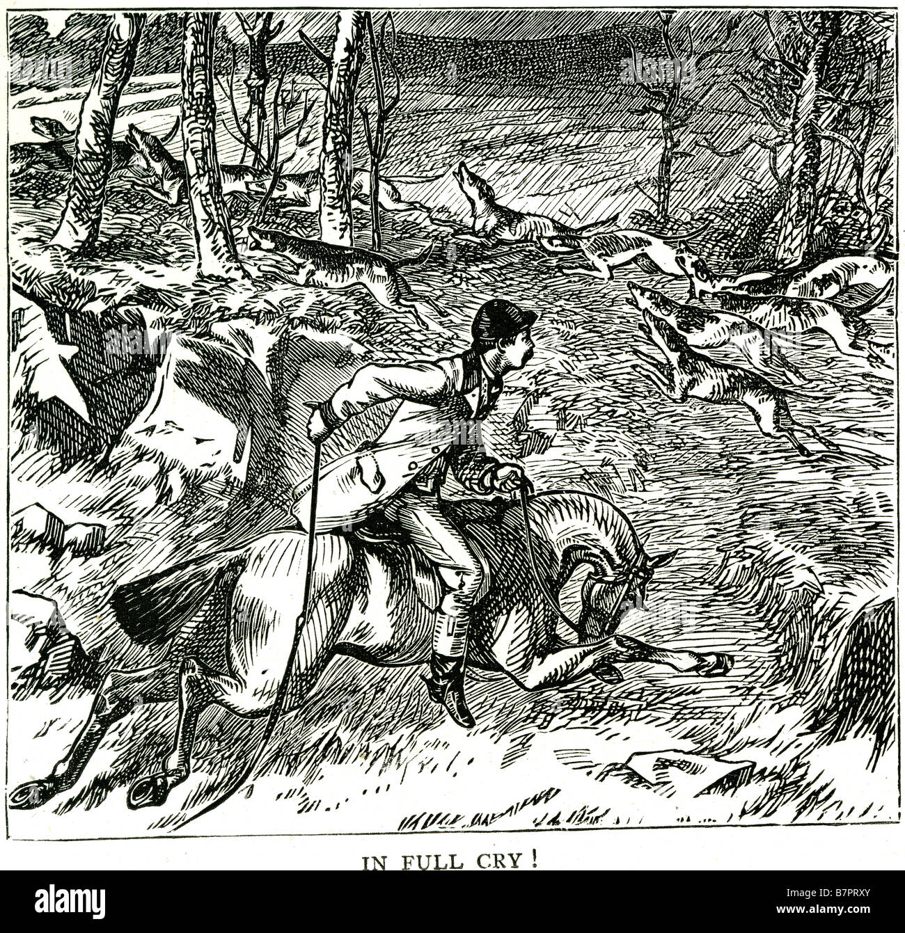 Full cry fox hunt sangue sport equitazione segugi a caccia di bosco natura fauna selvatica animali Outdoor Foto Stock