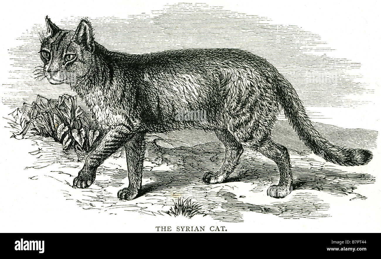 Gatto siriano fauna animale natura selvaggia profilo esterno predatore felino selvatico biblica di pet Foto Stock