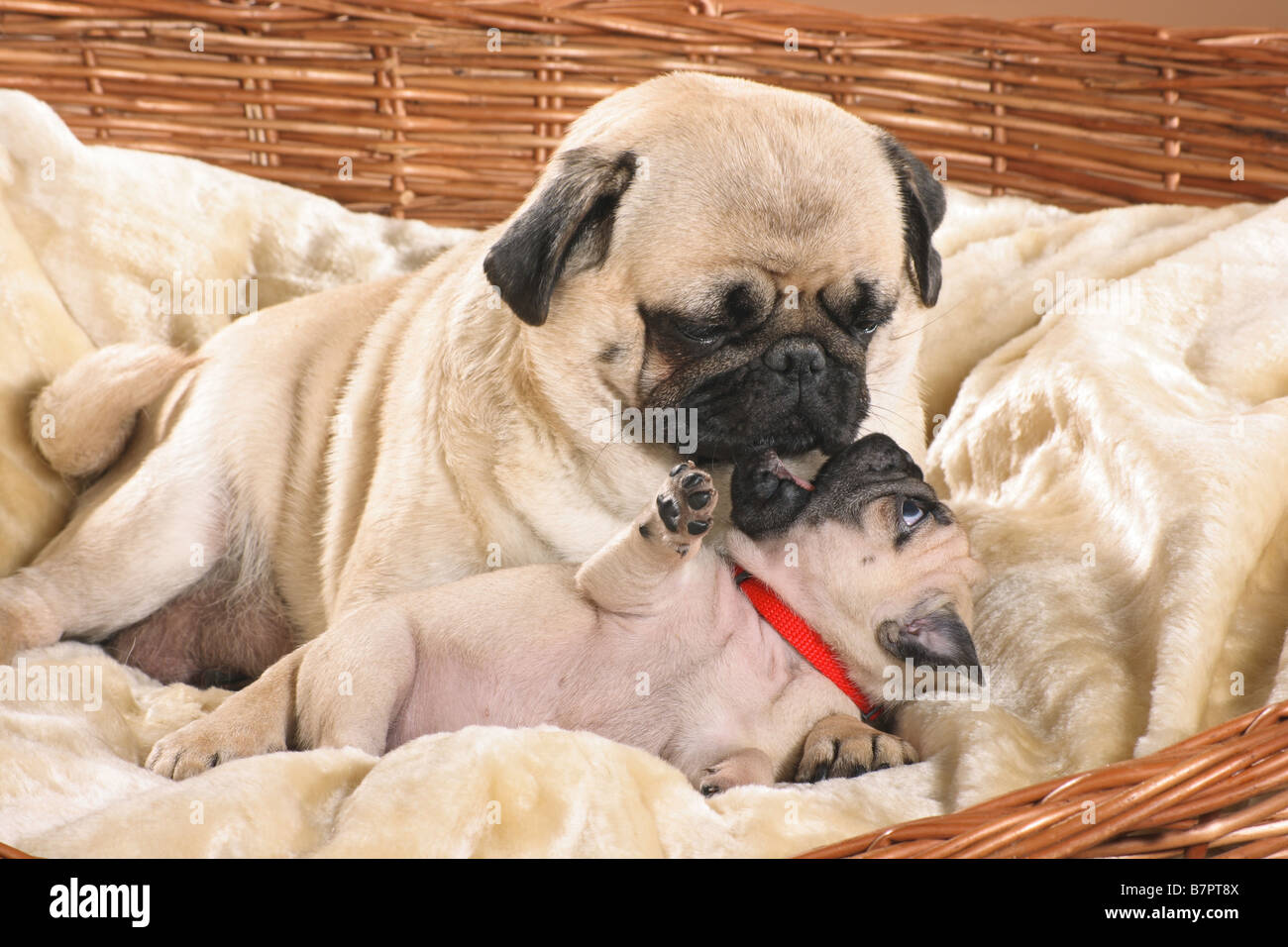 Pug con cucciolo - giacente Foto Stock