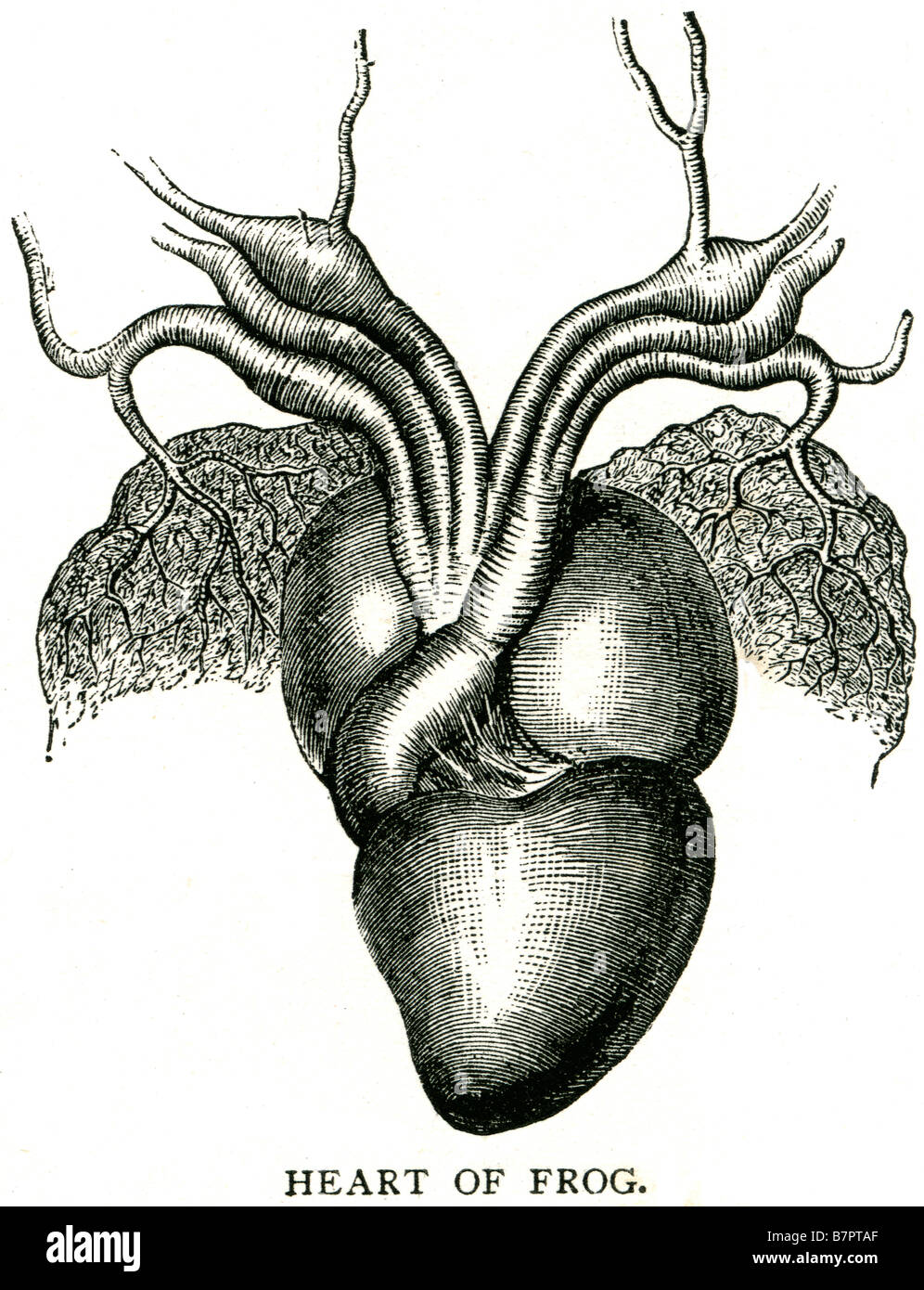 Cuore di rana anatomia Anura vaso sanguigno sangue animale disection organ Foto Stock