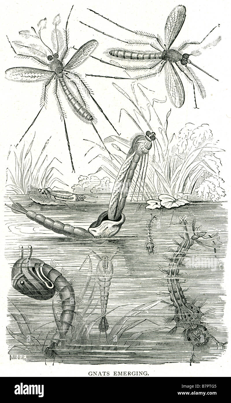 Moscerini insetti emergenti stagno di acqua di vita della fauna selvatica selvatica Natura Outdoor moscerino è un nome colloquiale per molti piccoli insetti in ordine Foto Stock