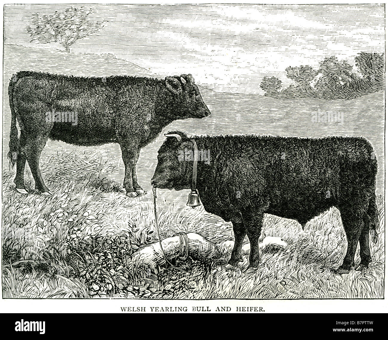 Welsh yearling bull e la giovenca Bovinae carne bovina onorato il clacson Carolus Linnaeus Foto Stock