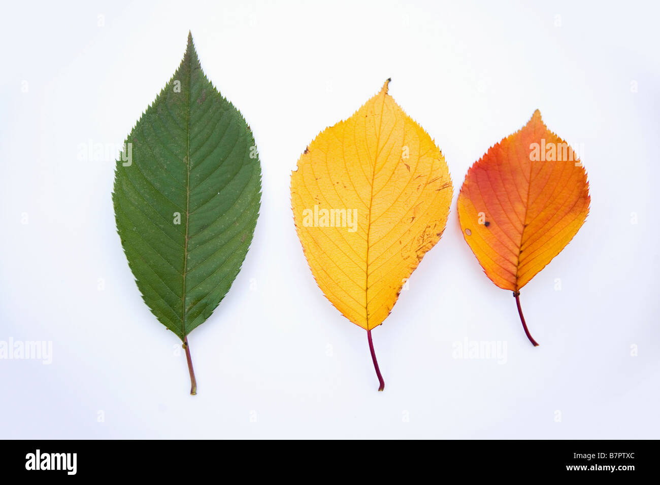 Cambiamento della foglia Foto Stock