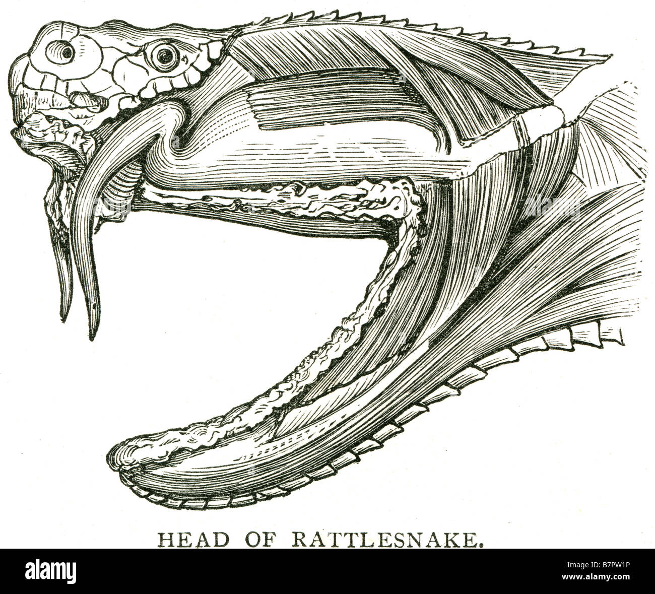 Testa di rattlesnake Rattlesnakes sono un gruppo di serpenti velenosi, generi Crotalus e Sistrurus. Essi appartengono alla sottofamiglia di Foto Stock
