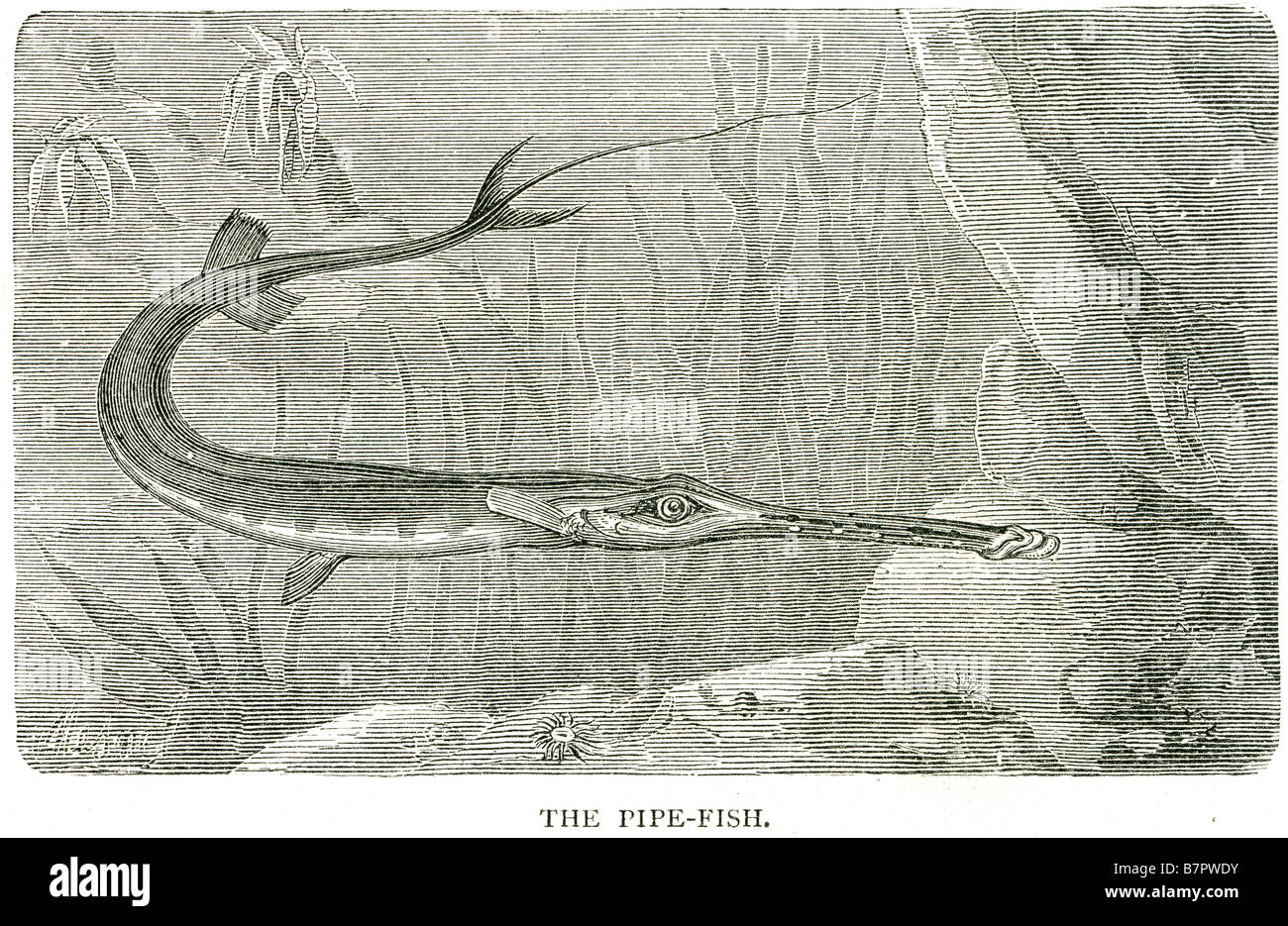 Pipefishes o tubazione-pesci (Syngnathinae) sono una sottofamiglia di piccoli pesci, che con i cavallucci marini formano una famiglia distinta. Foto Stock