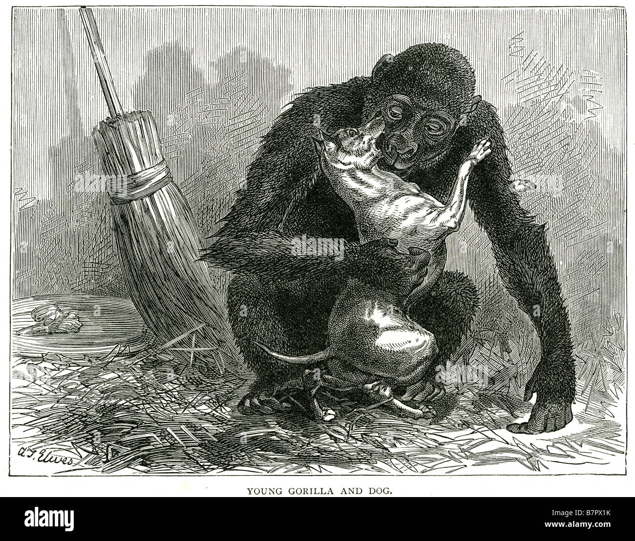 Giovani gorilla e primate del cane Canine pet animale in gabbia Zoo captive all'interno della penna curiosità lotta amici Foto Stock