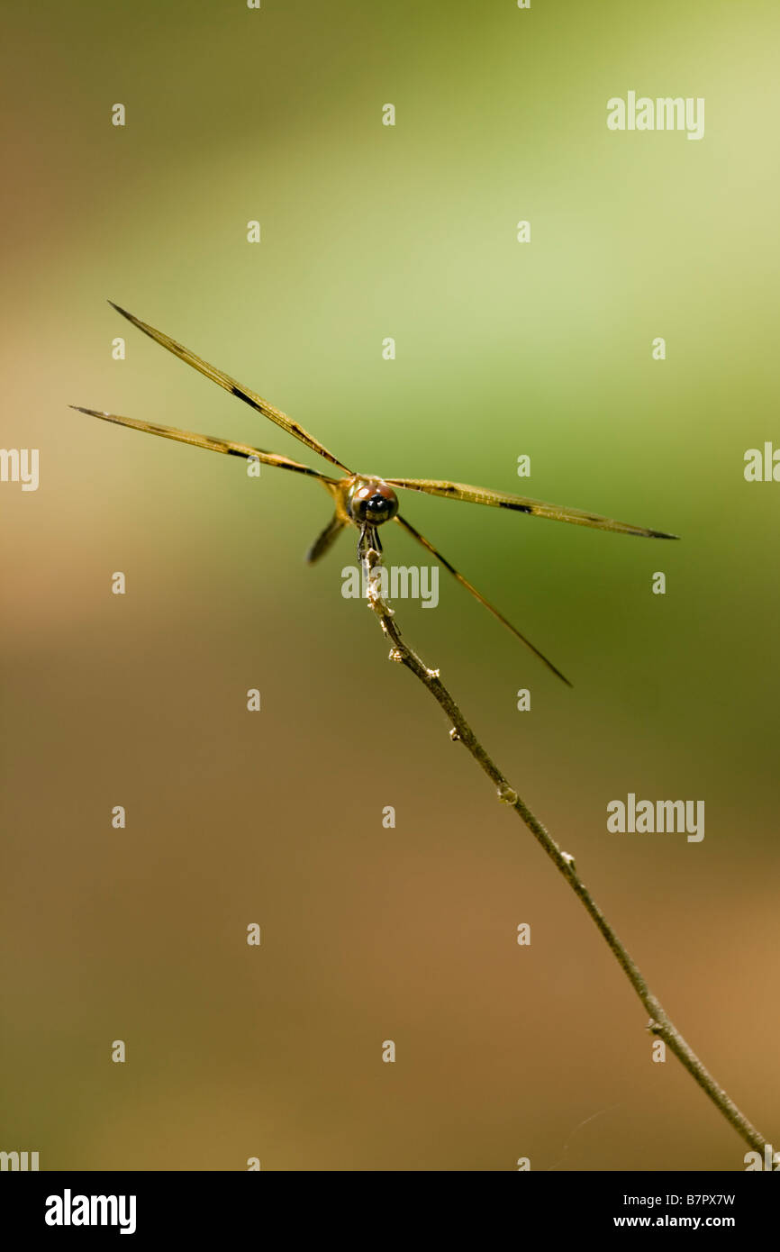 Dragonfly in un angolo diverso Foto Stock