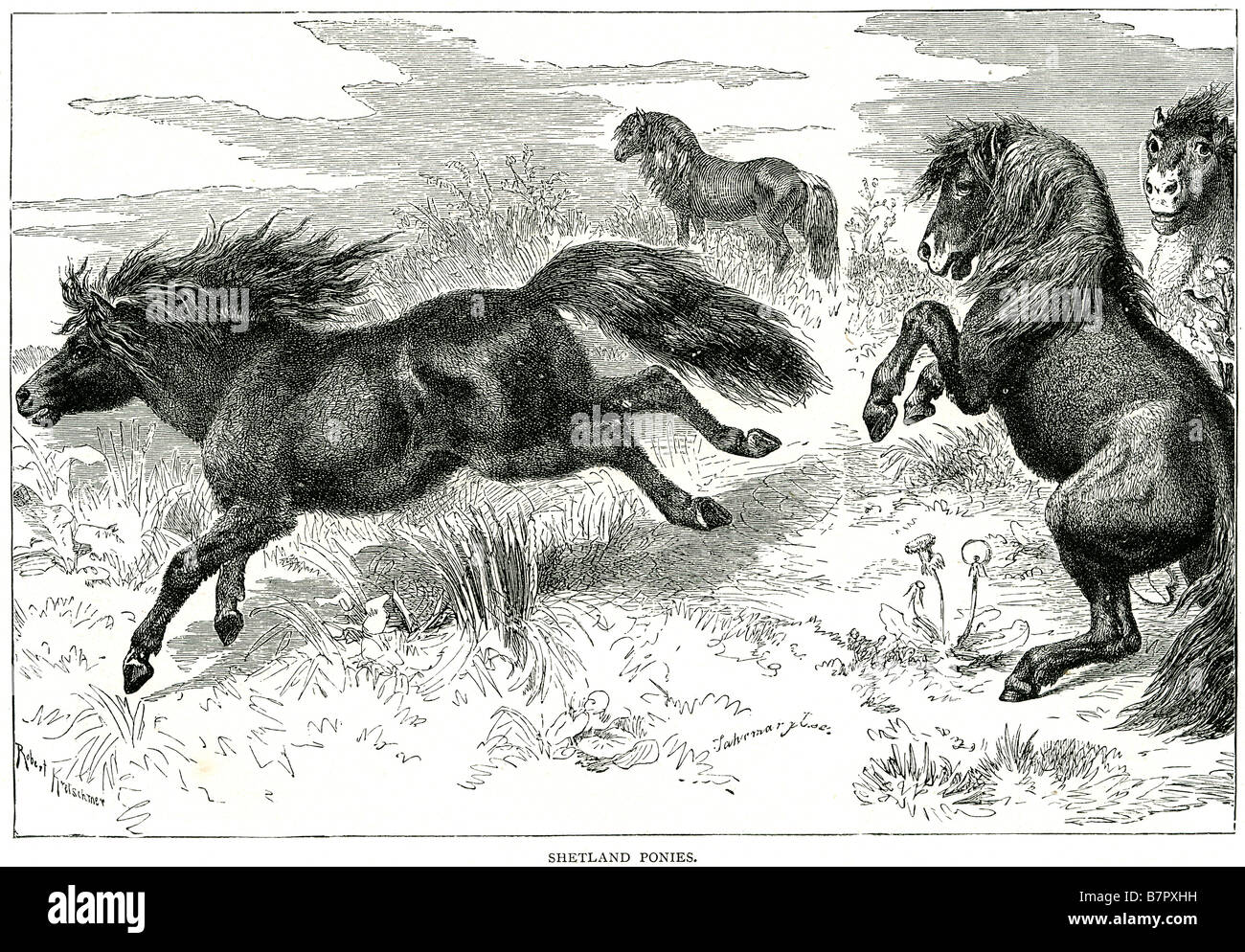 cavalli shetland - 5 American shetland pony immagini e fotografie stock ad alta risoluzione - Alamy