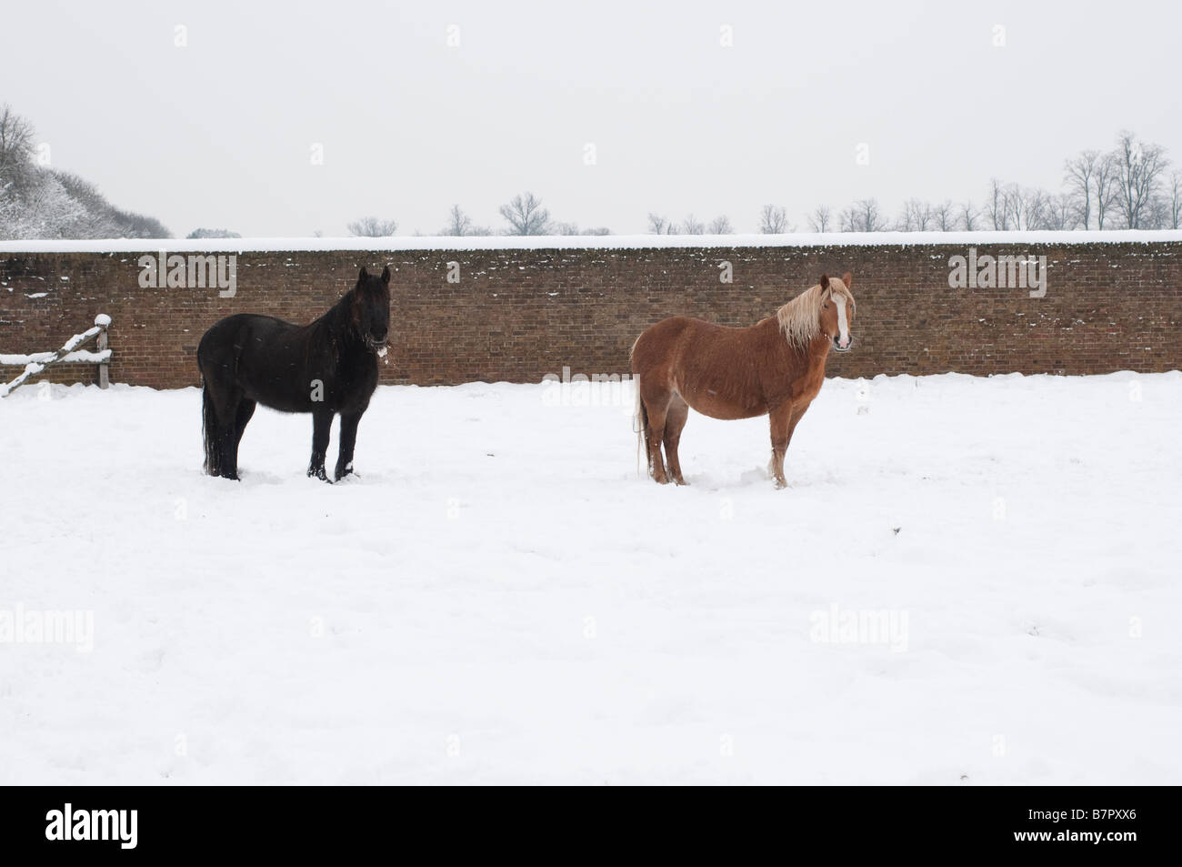 Due cavalli in Snow Home Park Surrey UK Foto Stock