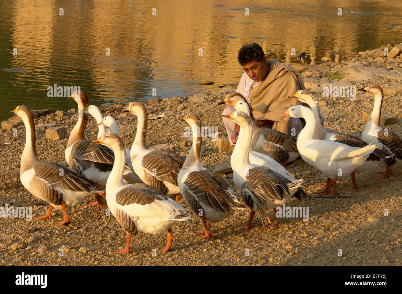 Locale indiana uomo alimentare gli uccelli selvatici al gadi sagar serbatoio Foto Stock