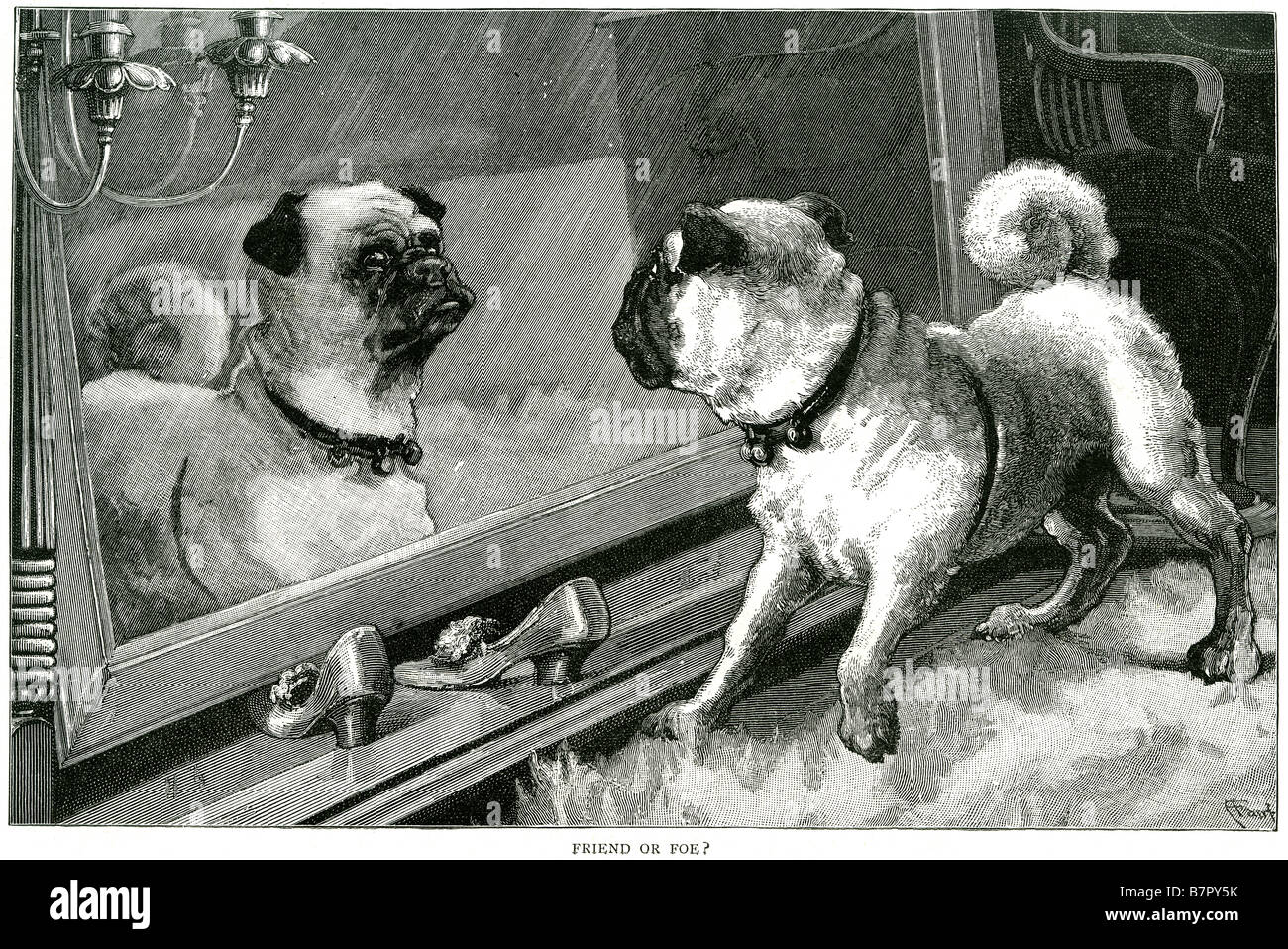 Pug dog specchio tabella all'interno di curiouse freind o nemico canine animali addomesticati brutto dentro casa piccola Foto Stock