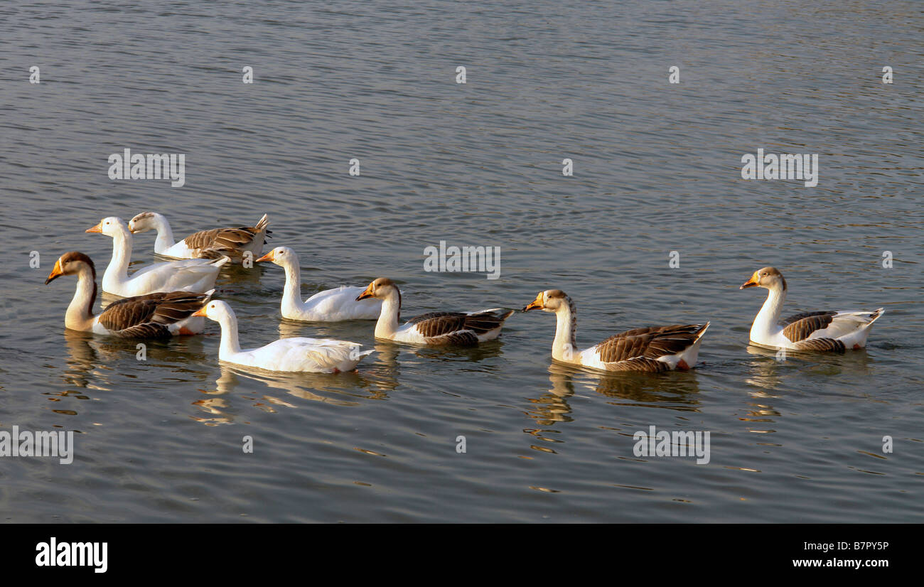 Uccelli selvatici a gadi sagar serbatoio Foto Stock