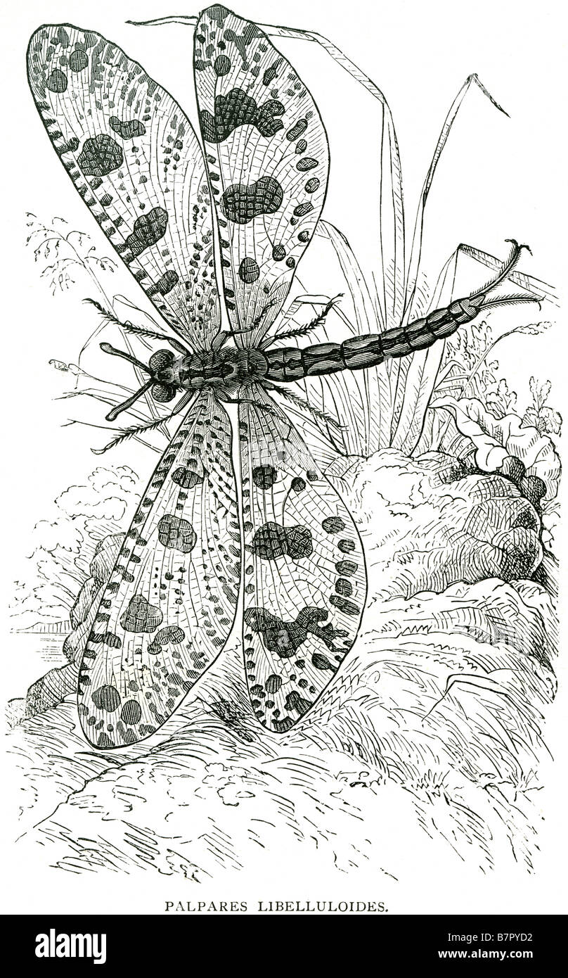 Libelluloides Palapares libellula insetto Foto Stock