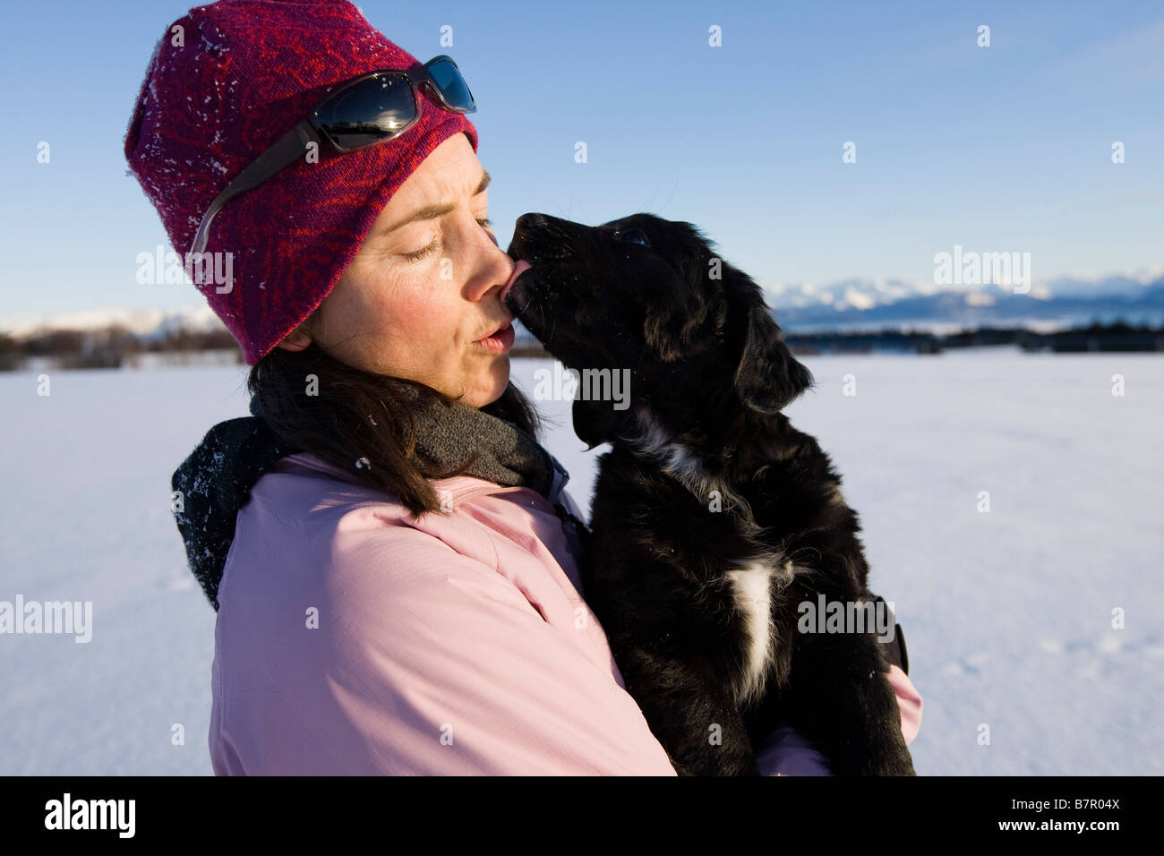 Giovane donna trattiene il suo Bovaro del Bernese cucciolo all'aperto durante la stagione invernale e ha ricevuto un leccare sulla faccia. Centromeridionale Alaska Foto Stock