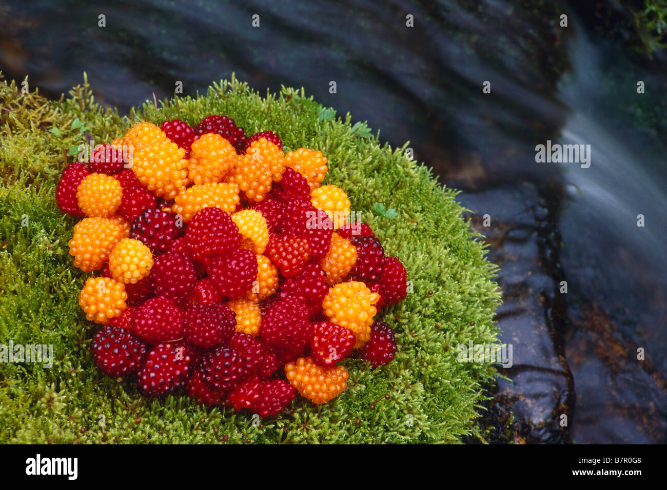 Ancora in vita di raccolte di bacche di salmone su moss vicino torrente Tongass National Forest Southeast Alaska Foto Stock