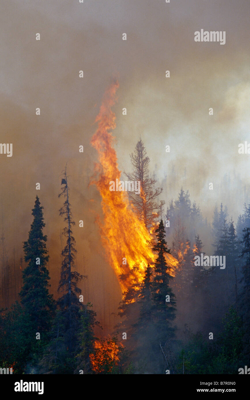 Blazing forest fire in Kenai Wildlife Refuge, Skilak Lake, Alaska, Estate. Foto Stock