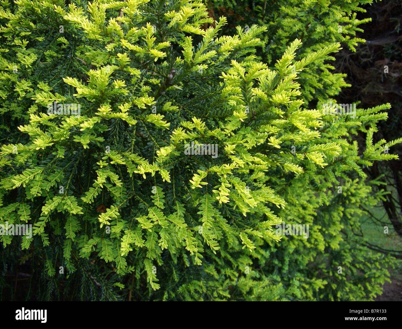 Common yew (Taxus baccata 'Adpressa Aurea', Taxus baccata Adpressa Aurea), sorta Adpressa Aurea Foto Stock