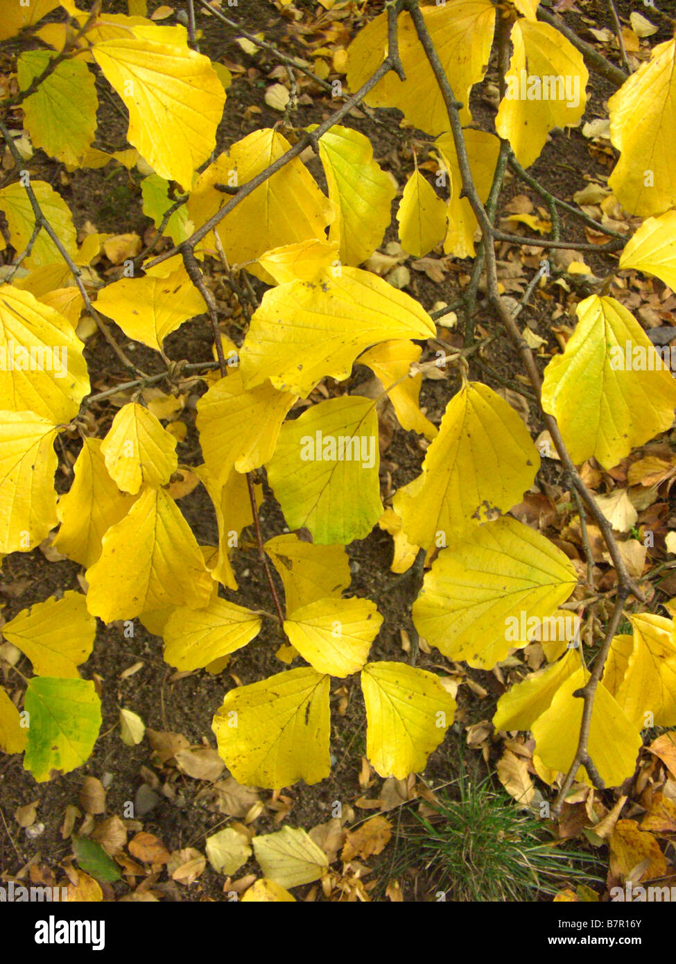 Amamelide (Hamamelis intermedia, Hamamelis x intermedia), fogliame di autunno Foto Stock