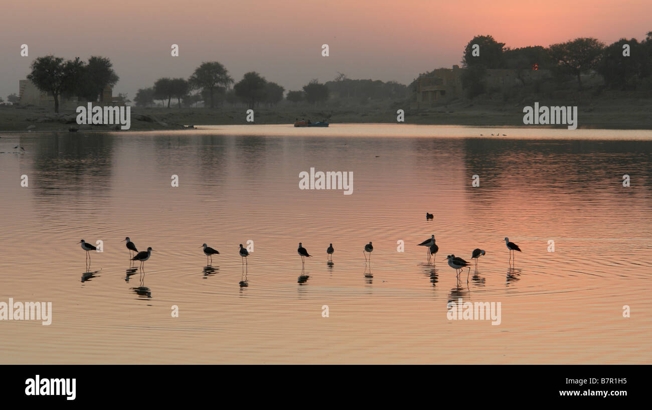 Tramonto al gadi sagar serbatoio con uccelli selvatici Foto Stock
