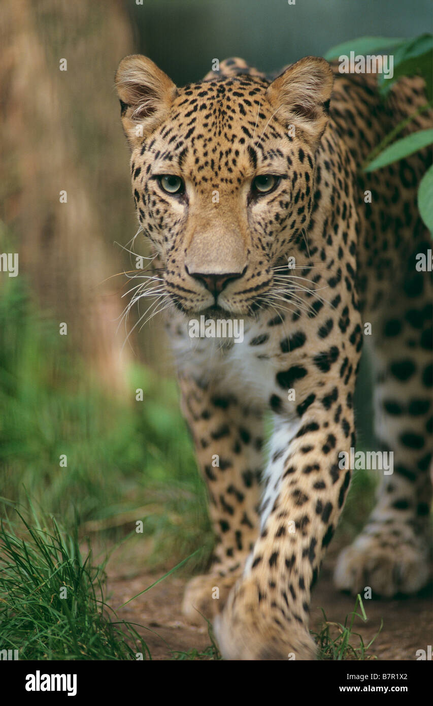 Leopardo persiano Foto Stock
