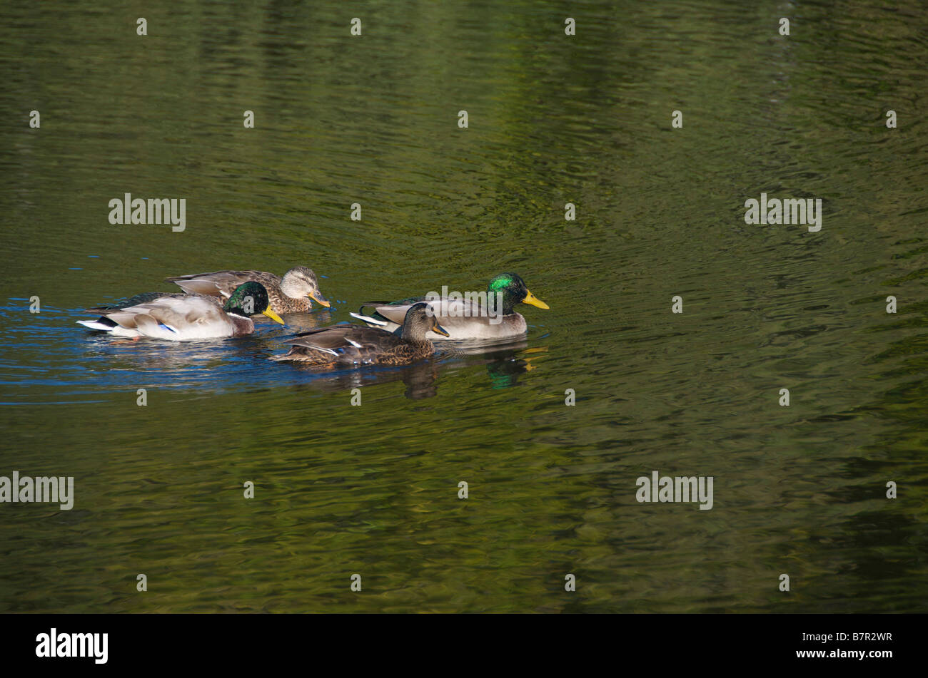 Anatre nuotare in un lago Foto Stock