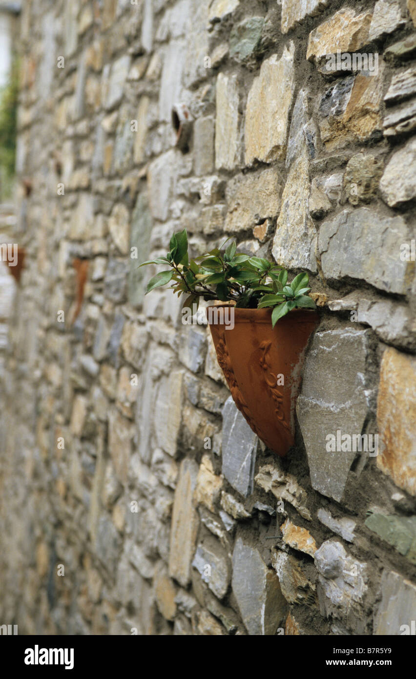 Impianto di pentola in un muro di pietra, Makrinitsa, Grecia Foto Stock