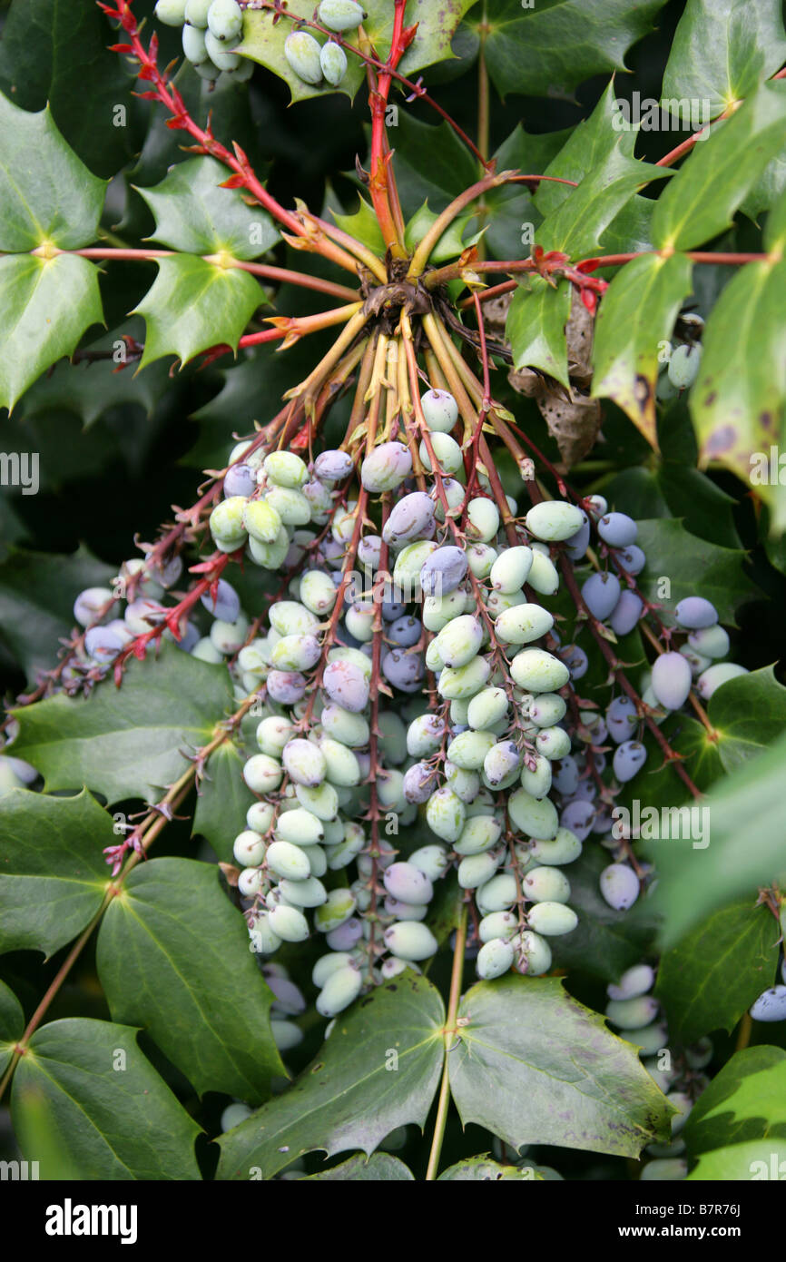 Oregon uva, Mahonia aquifolium, Berberidaceae Foto Stock