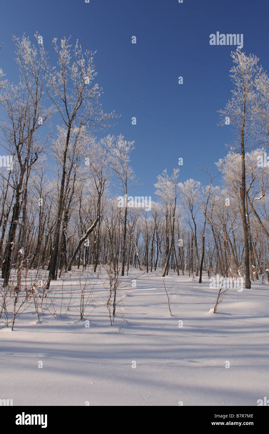 Alberi coperti di brina nella sub zero congelati a temperature di inverno canadese della provincia del Quebec, freddo. Foto Stock