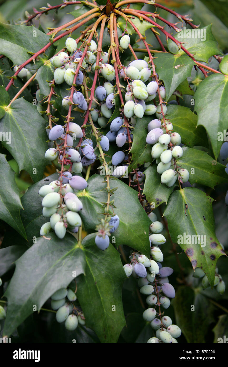 Oregon uva, Mahonia aquifolium, Berberidaceae Foto Stock