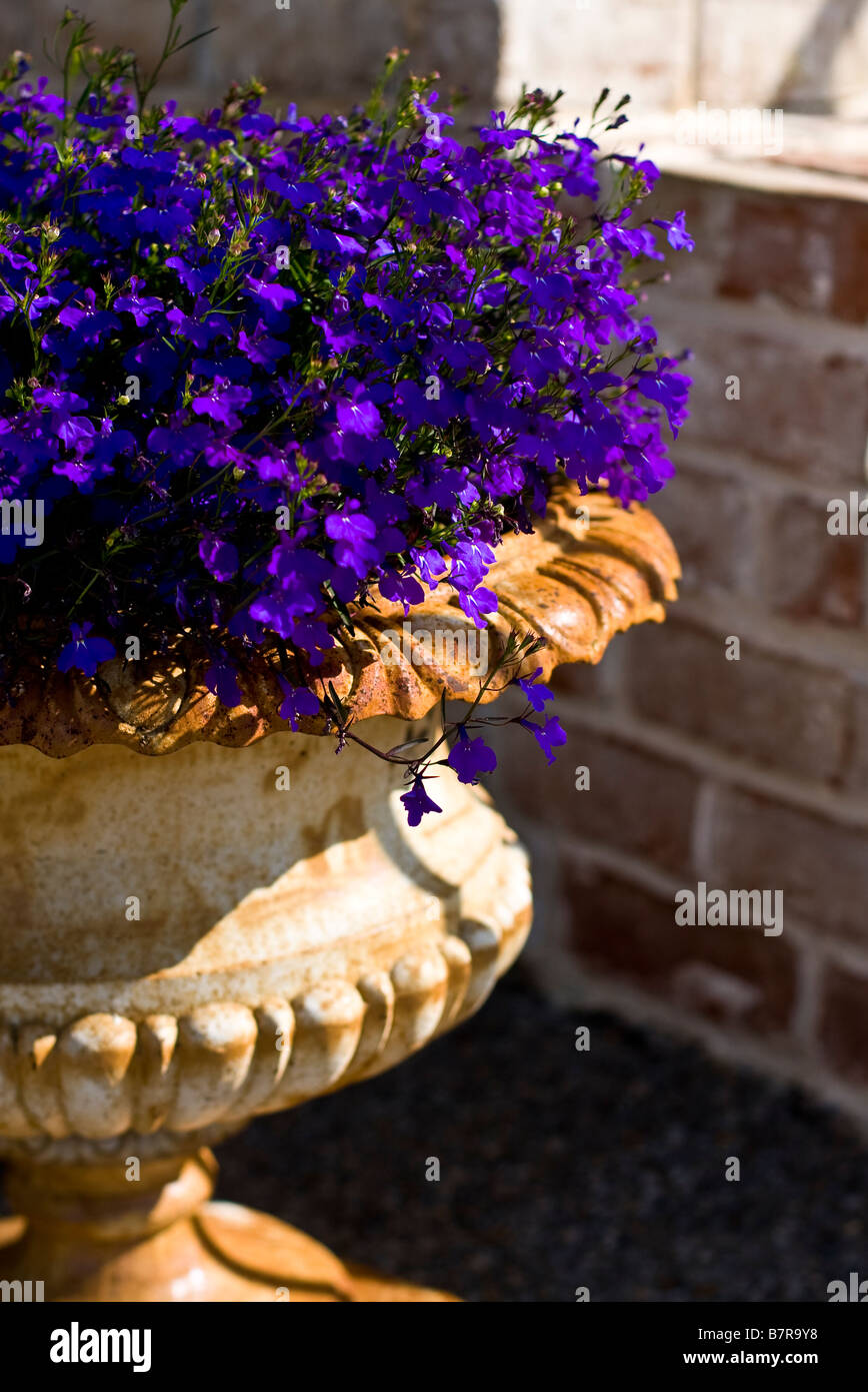 Fiori viola - Lobelia in pentola in ferro Foto Stock