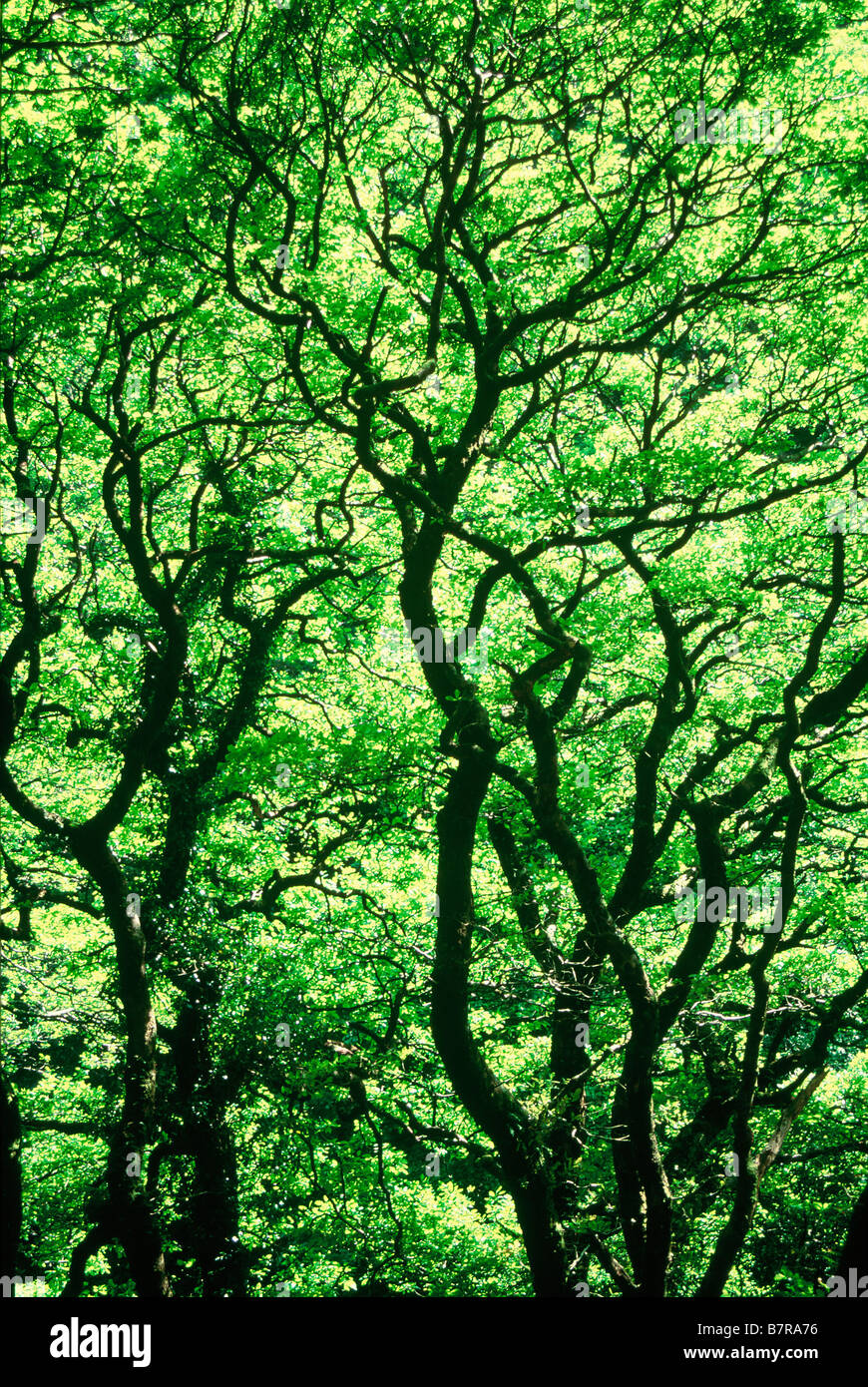 Foglie di molla su alberi di quercia Dart Valley Dartmoor Devon Foto Stock