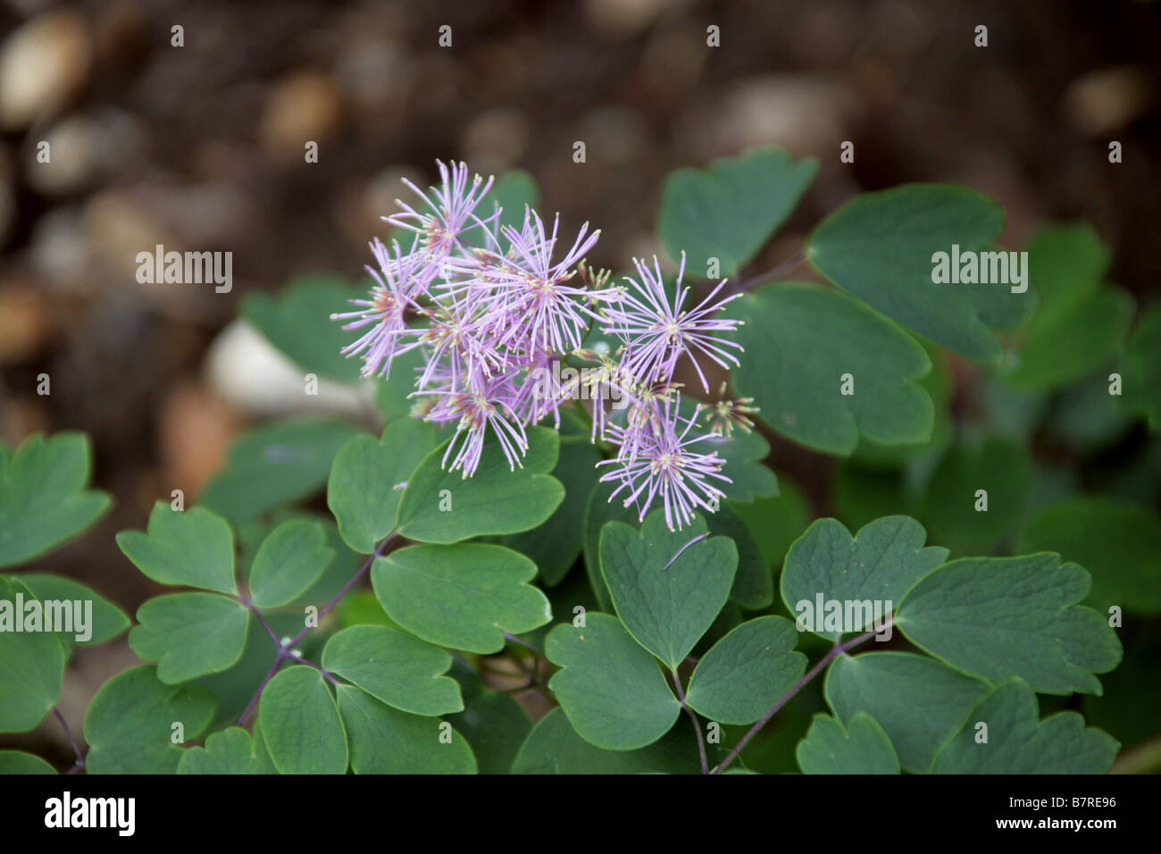 Columbine Meadow Rue, Thalictrum aquilegiifolium, Ranunculaceae Foto Stock