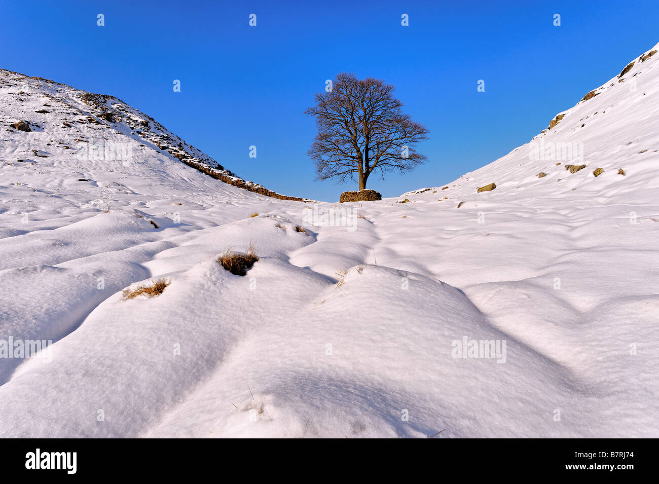 Cold Winter visualizza una struttura ad albero solitario contro il cielo blu a Sycamore Gap sul vallo di Adriano Northumberland nella neve profonda Foto Stock