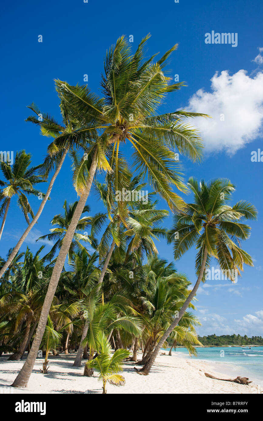 BEACH sull'isola di Saona PARQUE NATIONAL DEL ESTE REPUBBLICA DOMINICANA CARAIBI Foto Stock