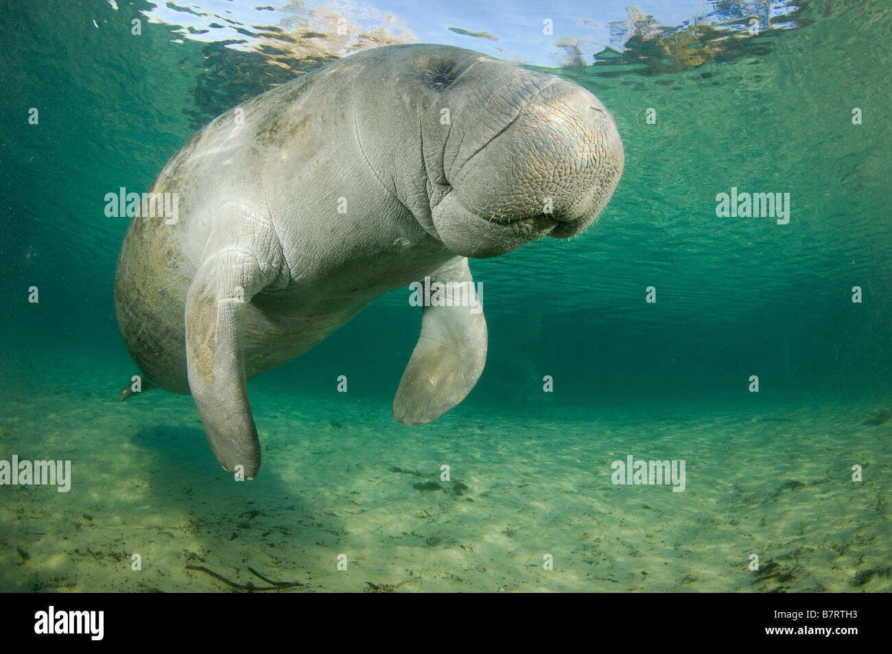 West Indian lamantino Trichechus manatus latirostris Florida Foto Stock